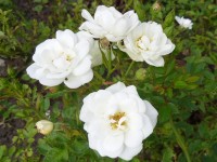 Rosa 'White Cover'