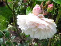 Rosa 'The Generous Gardener