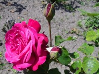 Rosa 'Dame de Coeur'
