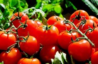 Bovenop de tomaten bevinden zich de kroontjes / Bron: Couleur, Pixabay